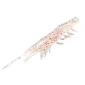 Magbite Shrimp  (2.5" Color 05)