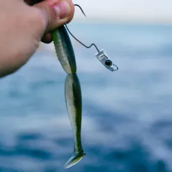 Jig Heads Xorus Texas Eel