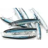 Lucky Craft Flash Minnow 110 SW